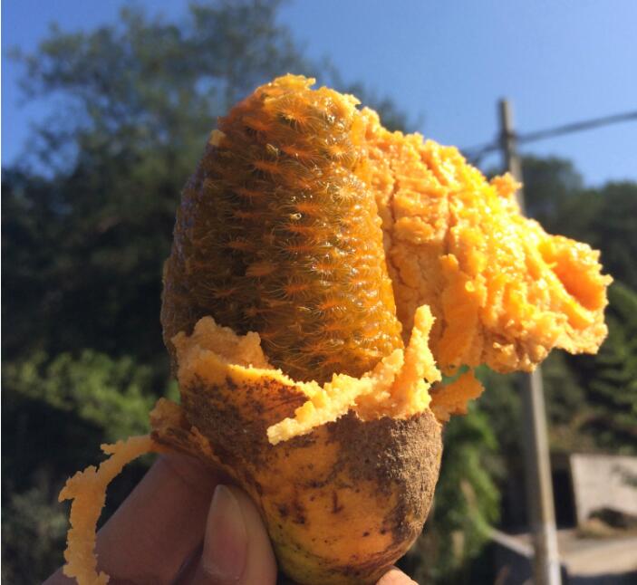 神农架野香蕉有毒吗 神农架野香蕉图片大全