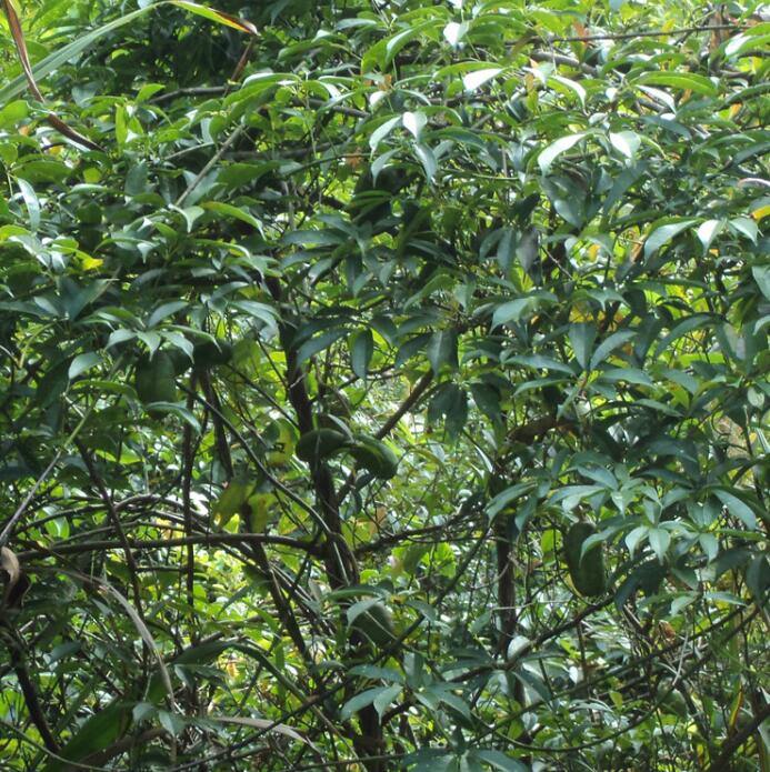 神农架野香蕉有毒吗 神农架野香蕉图片大全