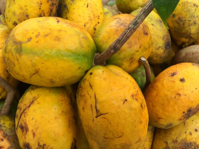 神农架野香蕉有毒吗 神农架野香蕉图片大全