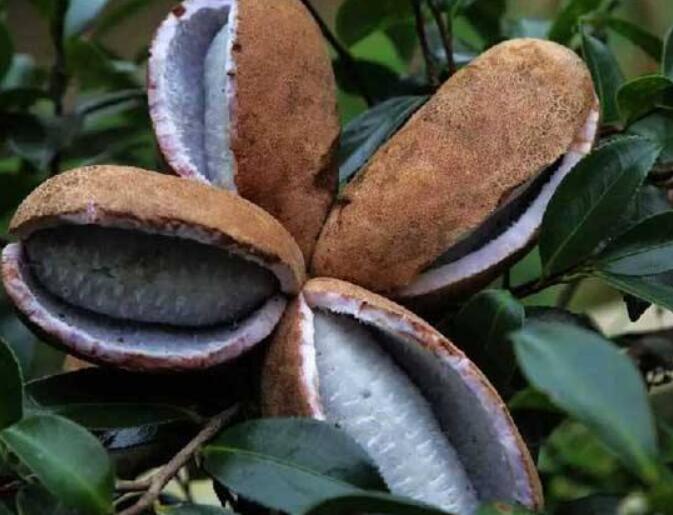 神农架野香蕉有毒吗 神农架野香蕉图片大全