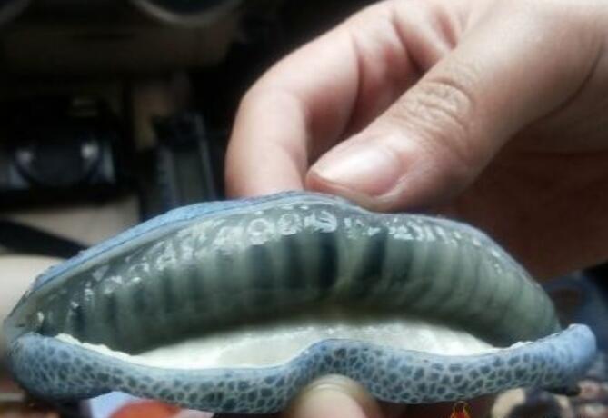 神农架野香蕉有毒吗 神农架野香蕉图片大全