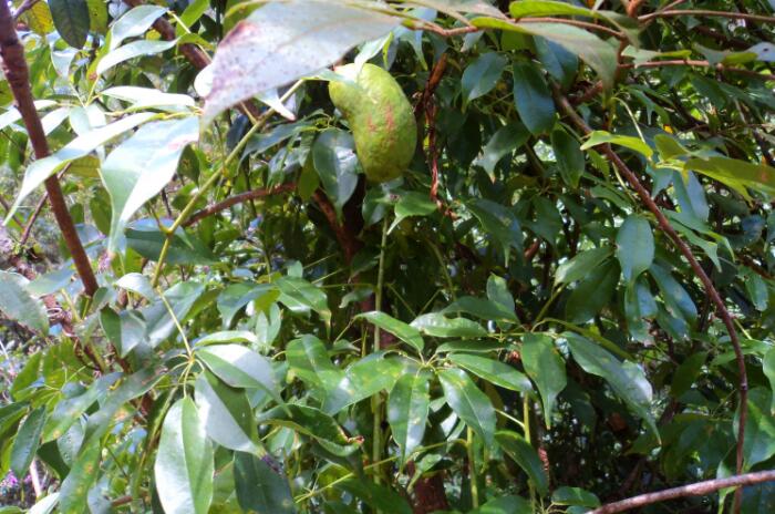 神农架野香蕉有毒吗 神农架野香蕉图片大全