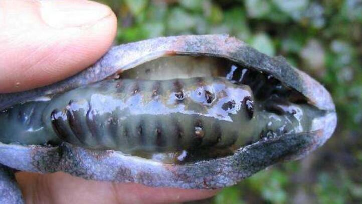 神农架野香蕉有毒吗 神农架野香蕉图片大全