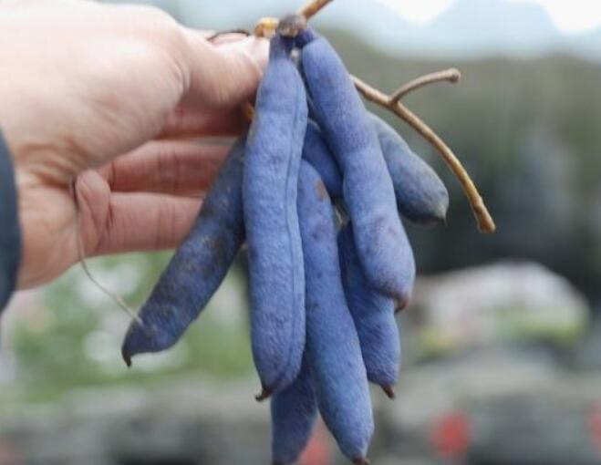 神农架野香蕉有毒吗 神农架野香蕉图片大全