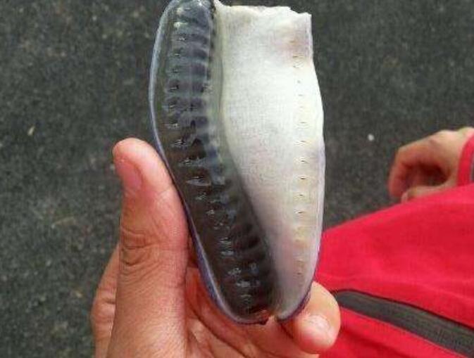 神农架野香蕉有毒吗 神农架野香蕉图片大全