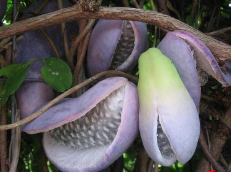 野香蕉什么时候成熟,八月瓜农历八月份成熟