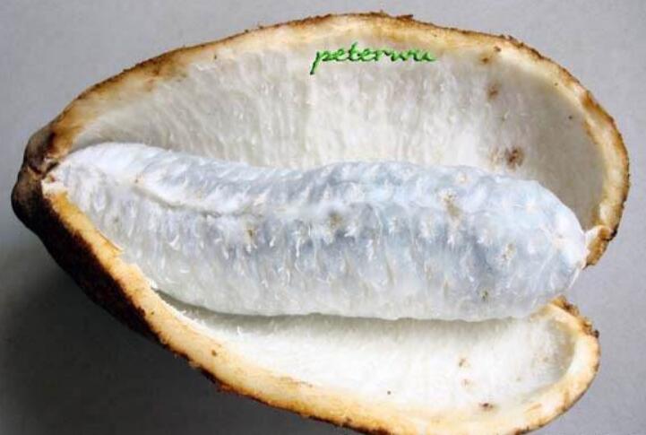 野香蕉可以吃吗,野香蕉是皇家贡品可以吃