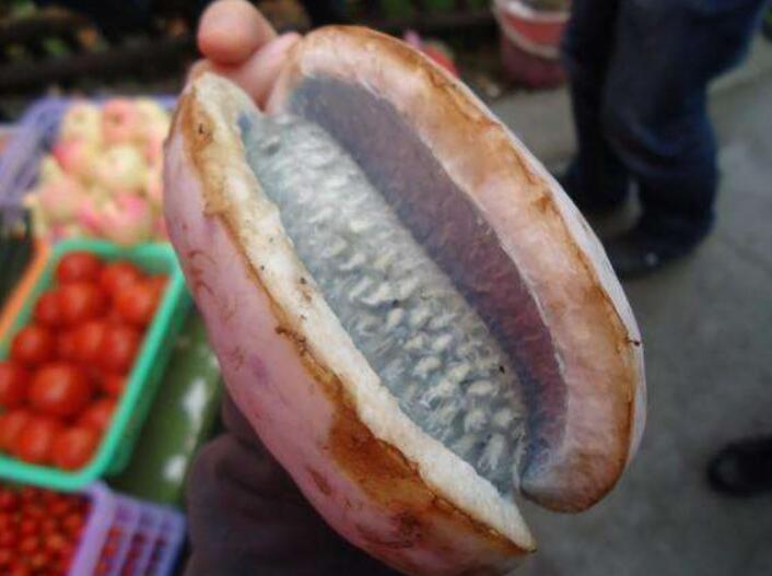 野香蕉可以吃吗,野香蕉是皇家贡品可以吃