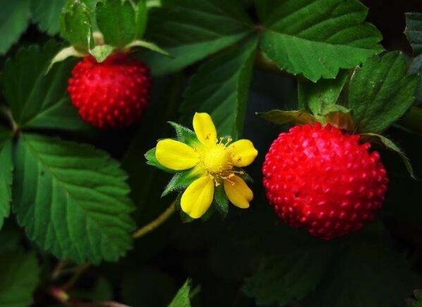 野生蛇果可以吃吗，野生蛇果有轻微毒素不能多吃