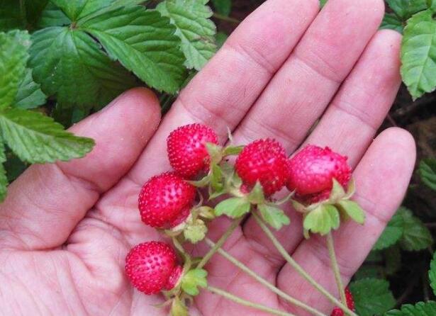 野生蛇果可以吃吗，野生蛇果有轻微毒素不能多吃