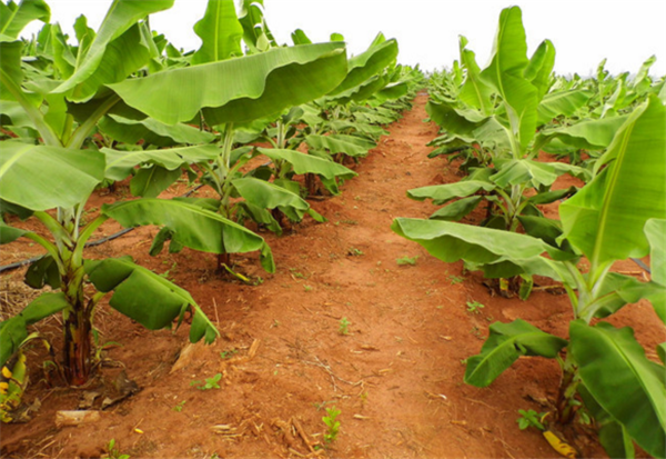 香蕉树为什么要砍 为什么门口不种香蕉树