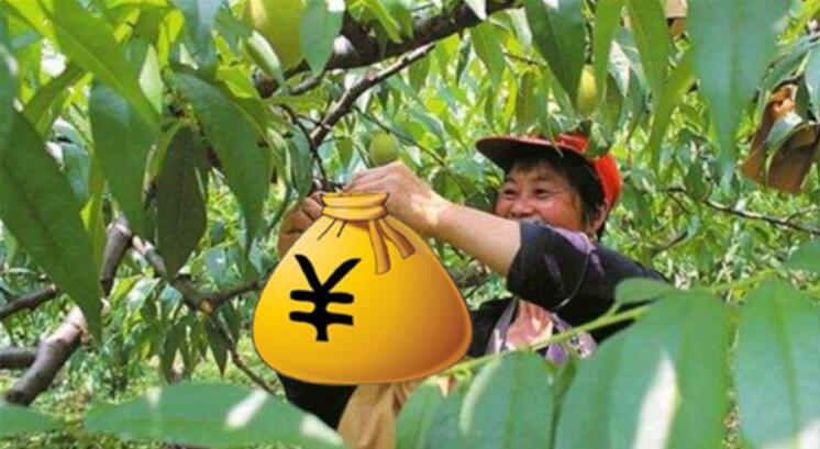 黄桃为什么市面没有,黄桃是易烂水果储存困难