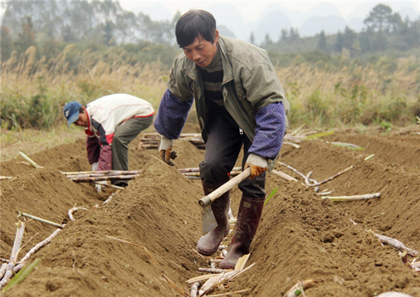 甘蔗怎么种 甘蔗什么时候种植