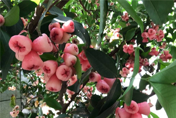 莲雾什么季节吃最好 莲雾几月份成熟(7月份)