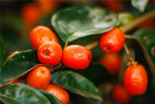 羊奶果的功效与作用 羊奶果的功效有哪些