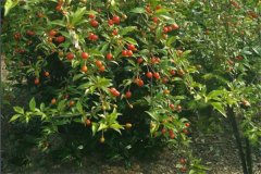 佛灯果和羊奶果的区别,羊奶果营养价值更高