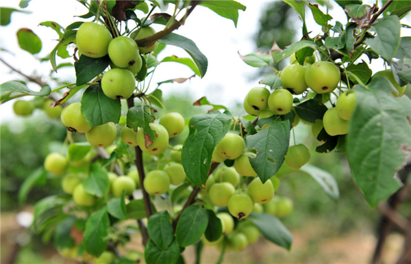 沙果图片 东北沙果图片 辨认沙果图片大全