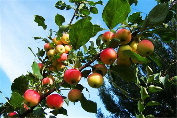 沙果图片 东北沙果图片 辨认沙果图片大全