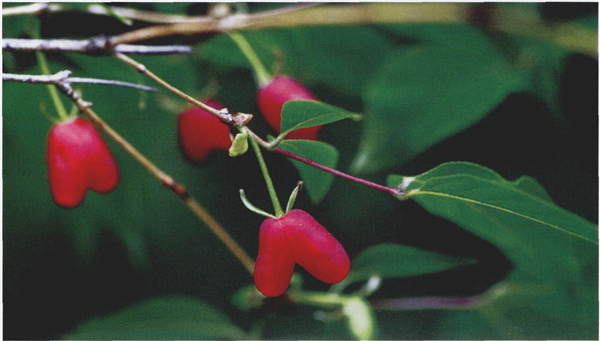 杈杷果的功效与作用 为什么市场上难以见到杈杷果