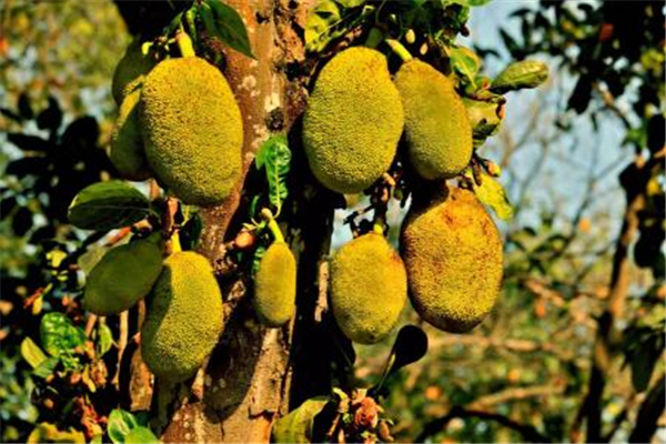 菠萝蜜图片 菠萝蜜图片大全 什么是菠萝蜜