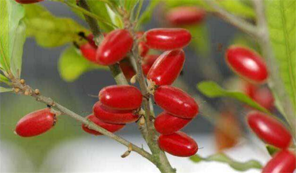 羊奶果的产地是哪里,羊奶果是西南地区特产