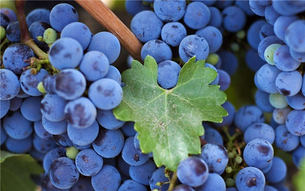 葡萄一天吃多少颗合适,葡萄一天最多吃4两(20颗左右)