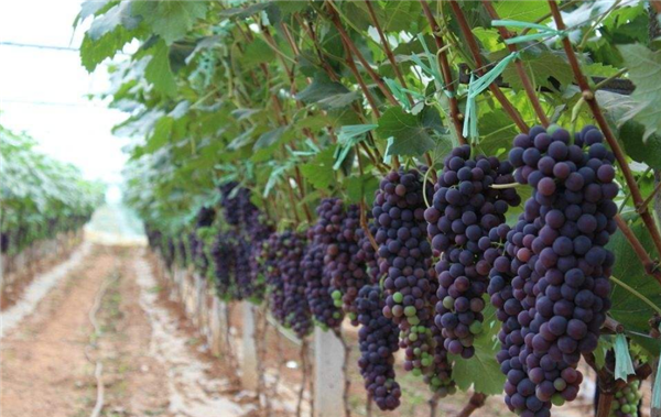 葡萄一天吃多少颗合适,葡萄一天最多吃4两(20颗左右)