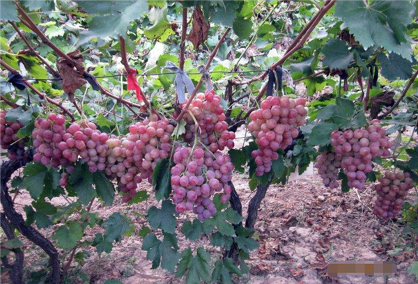 葡萄一天吃多少颗合适,葡萄一天最多吃4两(20颗左右)