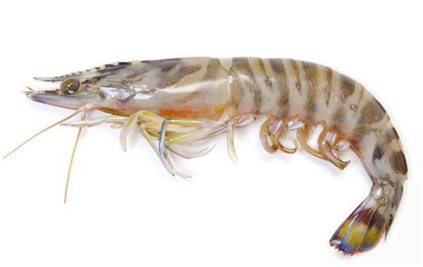 对虾和基围虾的区别,看表皮分辨对虾与基围虾