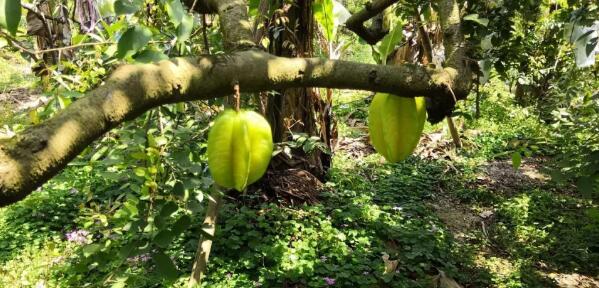 杨桃好吃吗,杨桃不能和什么一起吃