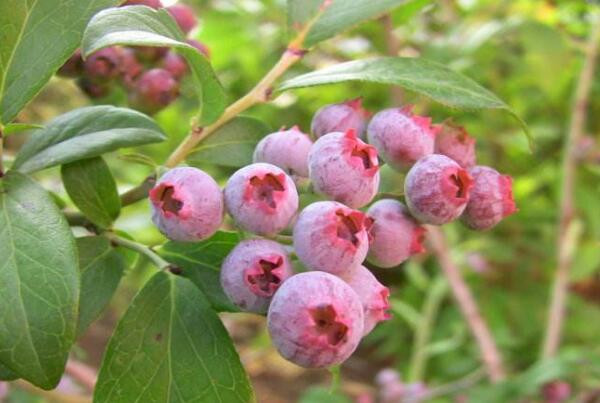 蓝莓什么品种好,蓝莓哪个品种最高甜度