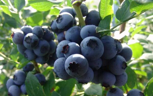 蓝莓什么品种好,蓝莓哪个品种最高甜度