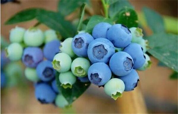 蓝莓什么品种好,蓝莓哪个品种最高甜度