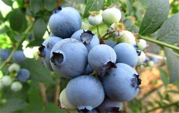 蓝莓什么品种好,蓝莓哪个品种最高甜度