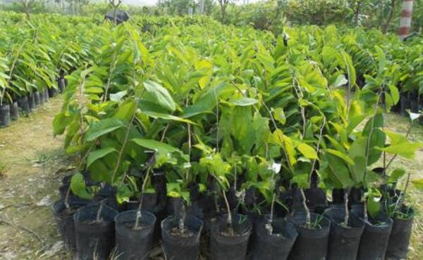 释迦果的籽有毒吗，释迦果的籽有什么用