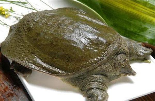 柿子和什么不能一起吃,柿子不能和什么食物一起吃(蟹致胃柿石)