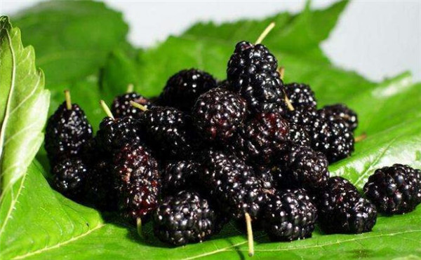 贫血吃什么水果，贫血吃什么水果补血最快