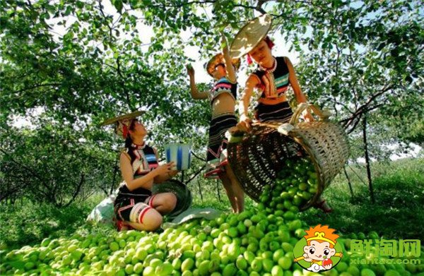 青枣可以减肥吗,牛奶青枣的营养价值