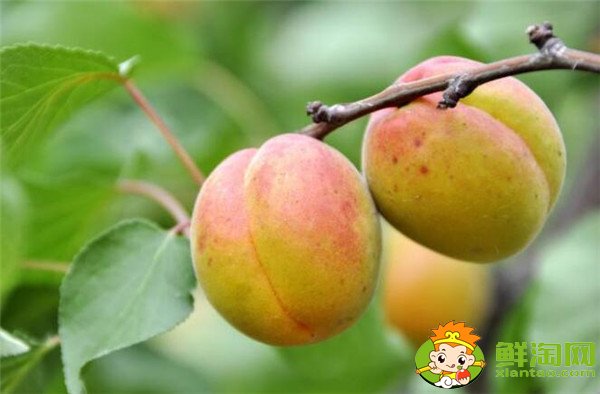 抗癌水果排行榜前十名,抗癌水果第一名是猕猴桃