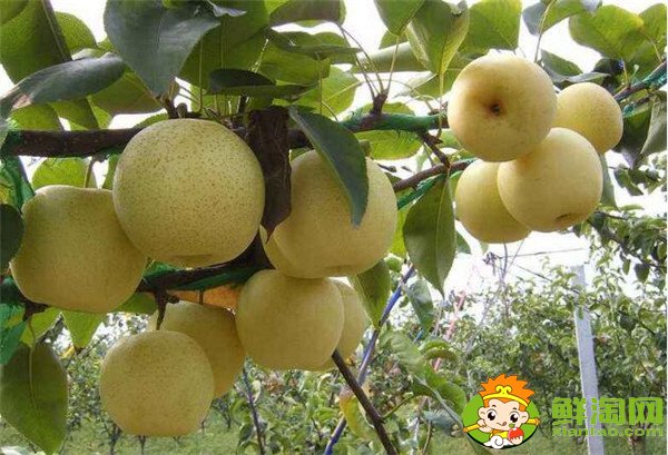 抗癌水果排行榜前十名,抗癌水果第一名是猕猴桃