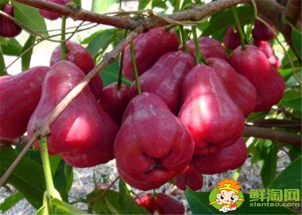 水果莲雾的营养价值高吗(莲雾的营养价值是啥),莲雾的营养价值及功效