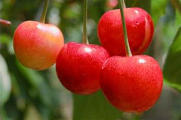 樱桃最新品种是什么,日本樱桃最新品种