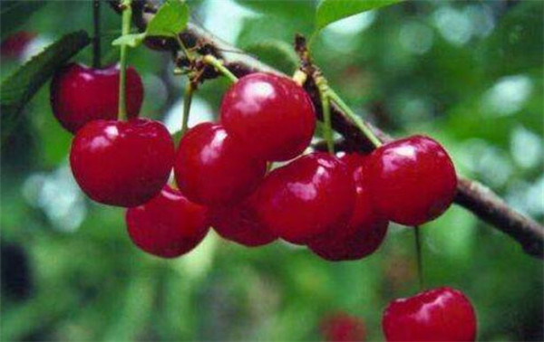 樱桃最新品种是什么,日本樱桃最新品种