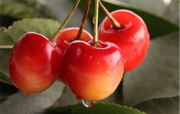 樱桃最新品种是什么,日本樱桃最新品种