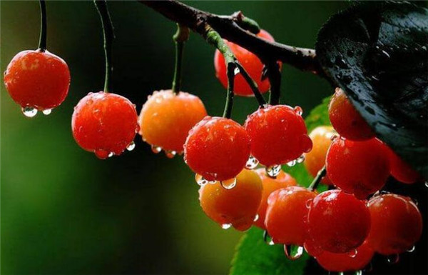 樱桃最新品种是什么,日本樱桃最新品种