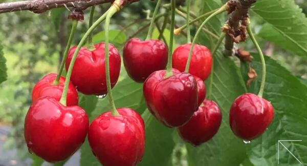 樱桃什么时候成熟季节,樱桃品种成熟时间排名(樱桃时间品种排名)