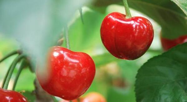 樱桃什么时候成熟季节,樱桃品种成熟时间排名(樱桃时间品种排名)