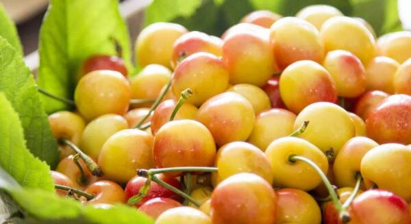 樱桃什么时候成熟季节,樱桃品种成熟时间排名(樱桃时间品种排名)