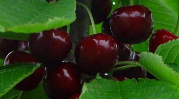 樱桃什么时候成熟季节,樱桃品种成熟时间排名(樱桃时间品种排名)