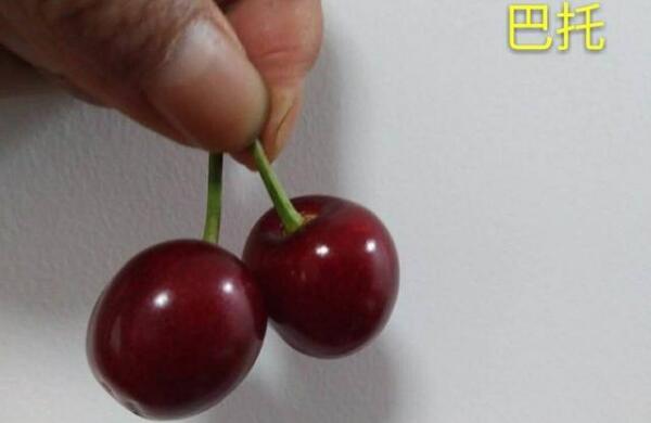 樱桃什么时候成熟季节,樱桃品种成熟时间排名(樱桃时间品种排名)